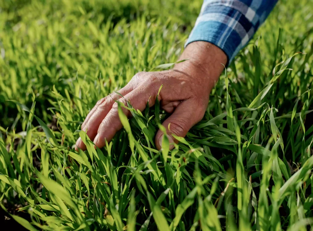 weed-control2