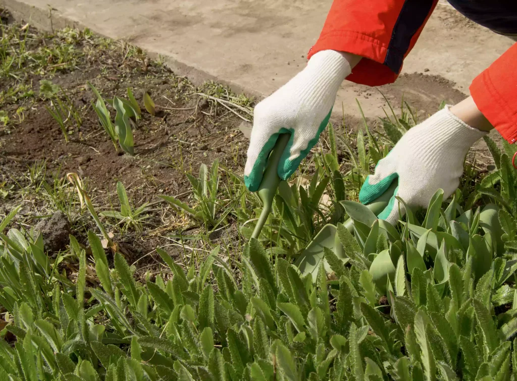 weed-control3